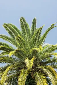 Blue Skies Prints: Closeup of palm tree
