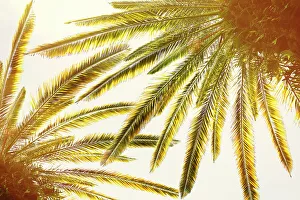 Blue Skies Prints: Closeup of palm trees