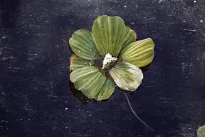 Botanic Prints: Closeup of Pistia aquatic plant