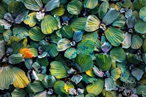 Closeup of Pistia aquatic plant