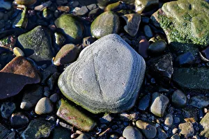 Mountain View Prints: Closeup of rock