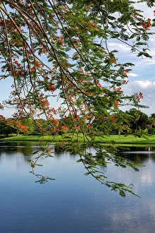 Foliage Prints: Closeup of Royal Poinciana tree
