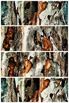 Artistic Prints: Closeup of tree with sections showing its texture