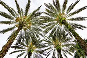 Cluster of palm trees seen from below