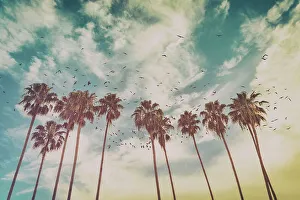 Artistic Prints: Cluster of tall tropical palm trees