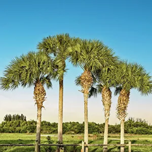 Cluster of tropical fan palm trees