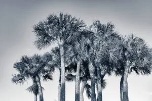 Cluster of tropical fan palm trees