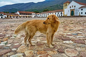 Images Dated 6th December 2023: Colombia, Boyaca, Dog Standing in the Middle of Villa de Leyva Square