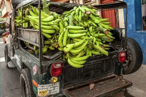 Food Prints: Colombia, Caldas, Chinchina, Jeep Willys with Load of Plantains