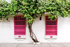White Prints: Colombia, Cartagena, typical colonial architecture, windows with tree
