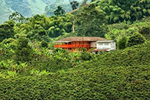 Home Prints: Colombia, Chinchina, Coffee Plantation