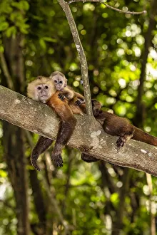 Vertical Prints: Colombia, Magdalena, Fauna in Tayrona National Park