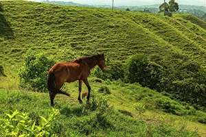 Animal Prints: Colombia, Quindio, Filandia, Countryside Scene