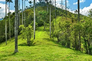 Andean Prints: Colombia, Salento, Cocora Valley, Cocora National Park, Wax Palm Trees, Palma de Cera