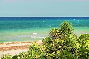 Cloudless Prints: Colorful green plant with tropical beach in background