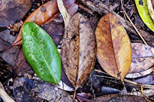 Botanic Prints: Three colorful leaves on floor