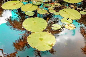 Blue Prints: Conceptual view of lily pads with figure of palm tree and blue sky in background