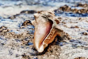 Conches Prints: Conch by water