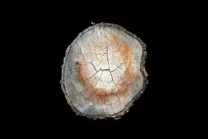Rm302 Prints: Cross section of cut tree branch against a black background