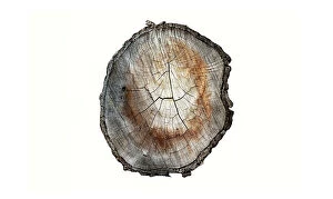 Images Dated 16th November 2021: Cross section of cut tree branch against a white background