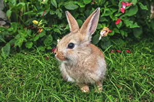 Animal Prints: Cute bunny