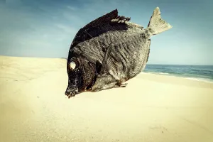 Fish Prints: Dead Fish, Todos Santos Beach