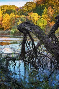 Branch Prints: Dead tree in lake, colorful autumn trees in the background
