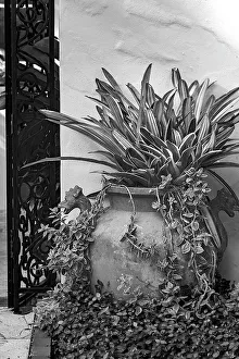 Decorative potted plant