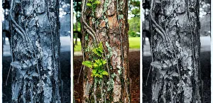 Botanic Prints: Different color variations of a tree trunk with fern