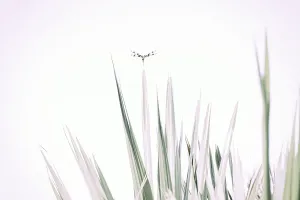Artistic Prints: Dragonfly on top of plant frond