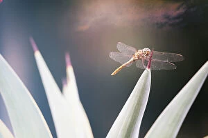 Images Dated 14th October 2023: Dragonfly resting on tip of plant leaf