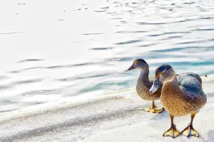 Duck Prints: Ducks near water