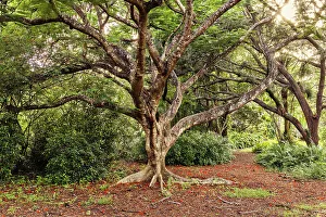 Path Prints: Elaborate Royal Poinciana tree in the woods