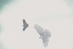 Ethereal view of birds in flight