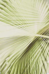 Botanic Prints: Detail of fan palm