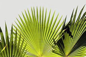 Images Dated 22nd May 2023: Fan palm leaves