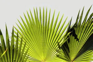 East Coast Prints: Fan palm leaves