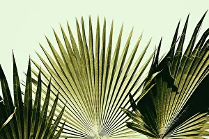 East Coast Prints: Fan palm trees