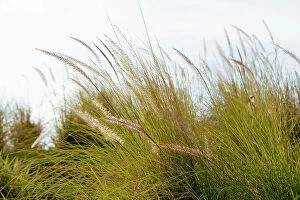 Images Dated 22nd May 2023: Feather reed grass blowing in wind