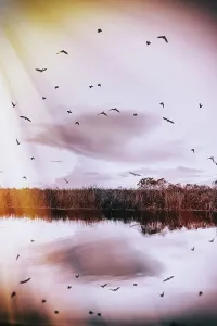 Grass Prints: Flock of birds in the Everglades