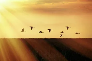 Spiritual Prints: Flock of birds flying over wetlands