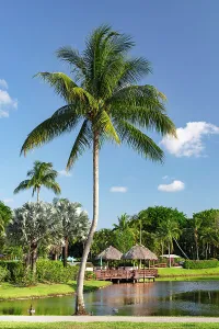 Florida, Boca Raton, huts with tropical palm tree