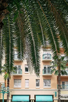 Wall Prints: Florida, Boca Raton, Mizner Park, tropical palm tree facing pink building
