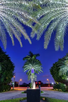 Light Prints: Florida, Boca Raton, palm trees with lights