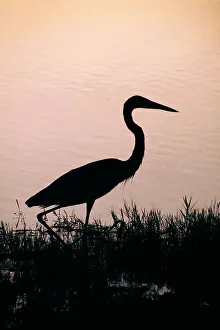 Florida, Boynton Beach, Arthur R. Marshall National Wildlife refuge, Great Blue Heron
