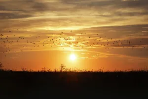 Florida, Boynton Beach, Arthur R. Marshall Loxahatchee National Wildlife Refuge, flock of birds at sunset