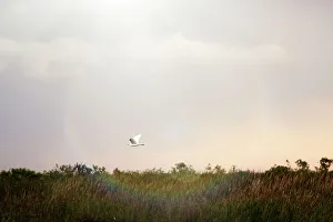 Florida, Boynton Beach, Arthur R. Marshall Loxahatchee National Wildlife Refuge, bird in flight