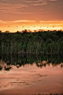 Florida, Boynton Beach, Arthur R. Marshall Loxahatchee National Wildlife Refuge, birds in flight