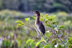 Center Prints: Florida, Boynton Beach, Green Cay Nature Center, Green Heron on branch