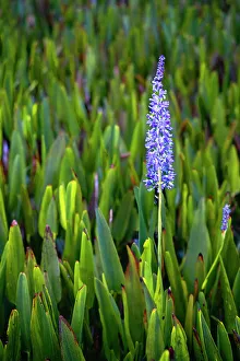 Florida, Boynton Beach, Green Cay Nature Center & Wetlands, field Pickerelweed